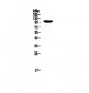 Anti-RECK Picoband Antibody